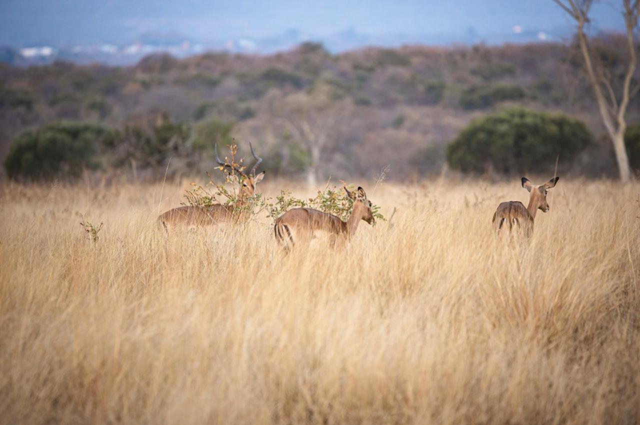 Вилла Tholo Manzi Private Game Farm Zeerust Экстерьер фото